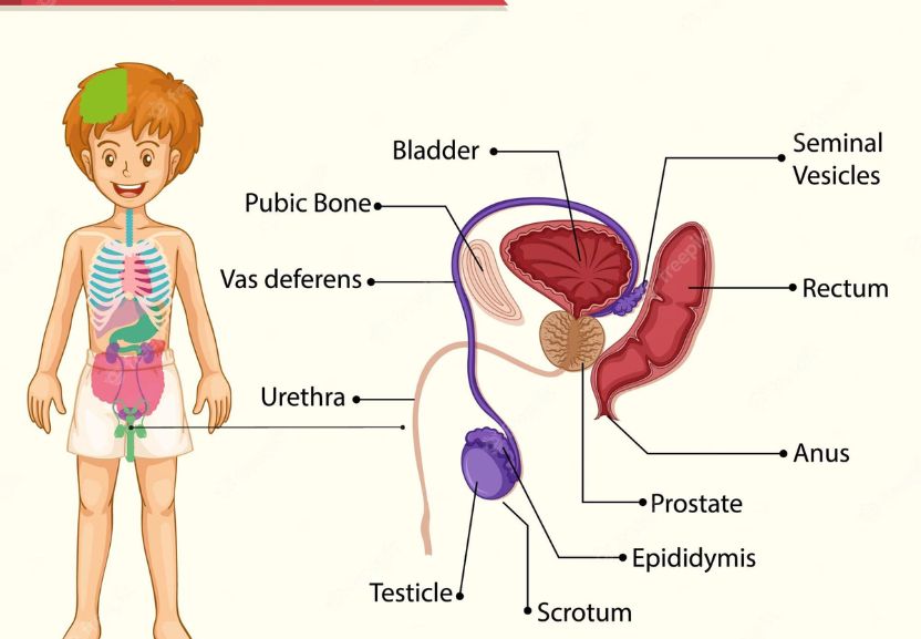 Male Reproductive System Diagram